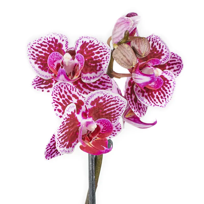 Орхидея в горшке №12