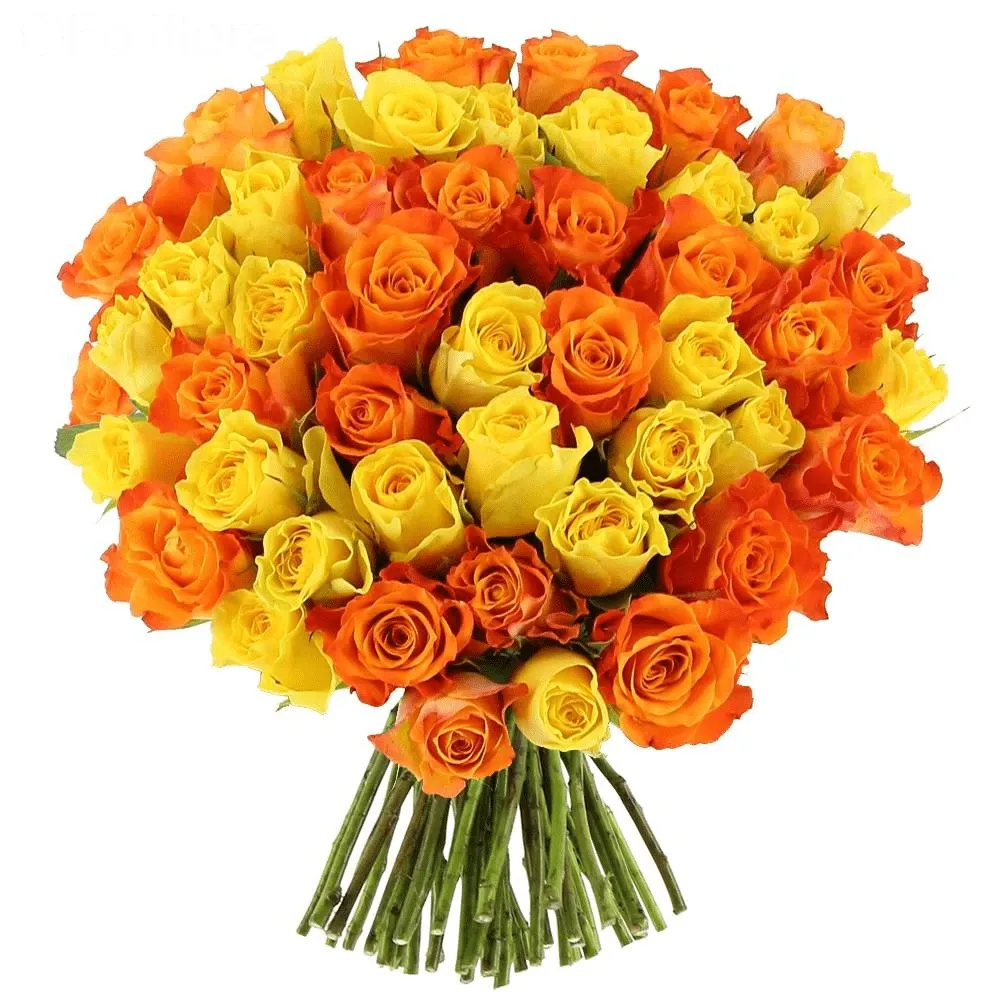 Розы Кения микс желто-оранжевый